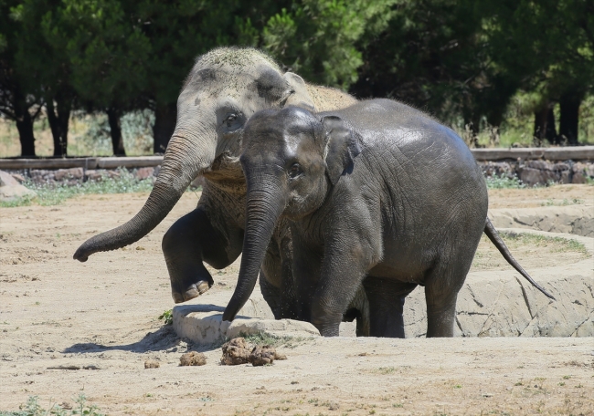 İzmir Doğal Yaşam Parkı’ndaki hayvanlara ‘yaz’ menüsü